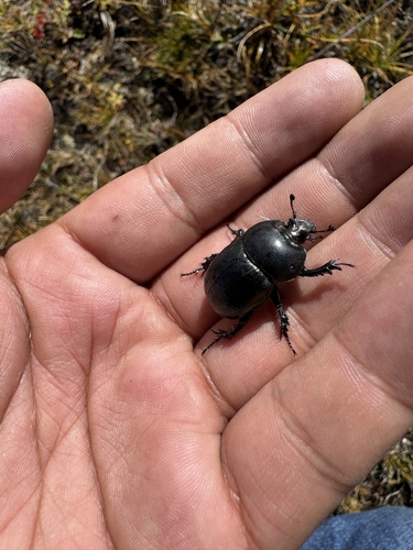 Odontotrypes hayeki