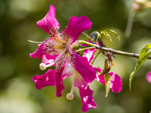 Ceiba speciosa
