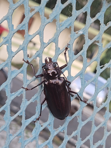 Stenodontes exsertus