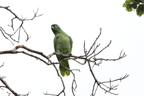Mealy Amazon