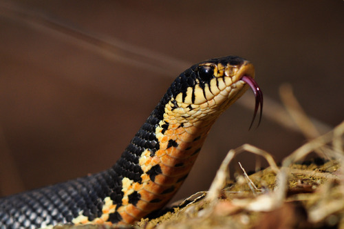 Giant Madagascan Hognose Snake