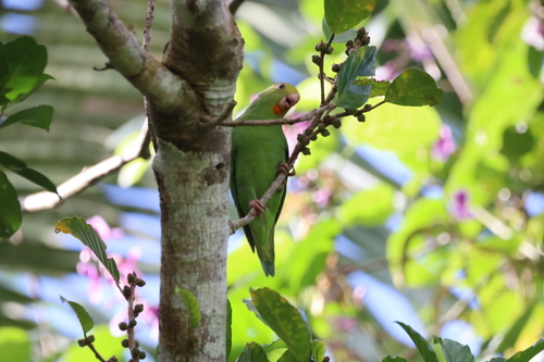 Cobalt-winged Parakeet