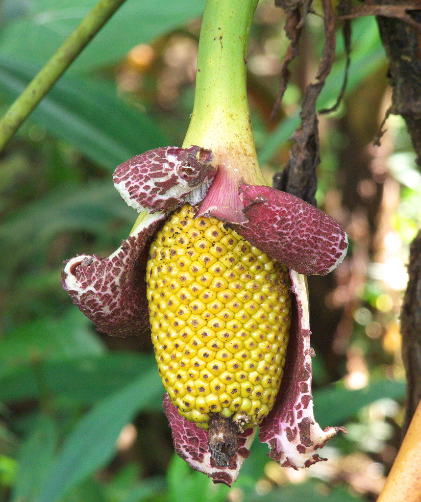 Hojas Elegantes (género Xanthosoma) · iNaturalist Ecuador