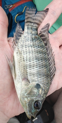 Nile Tilapia