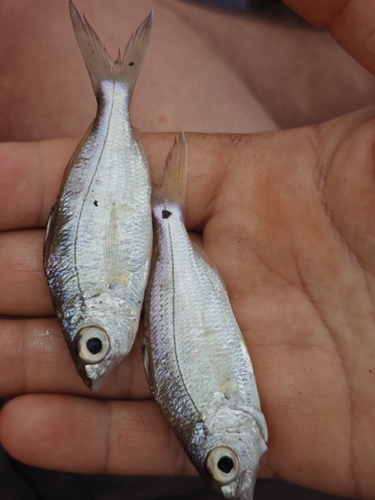 Flagfin Mojarra