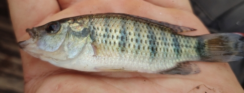 Banded Jewelfish