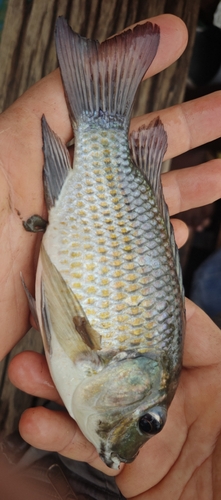 Blackchin Tilapia