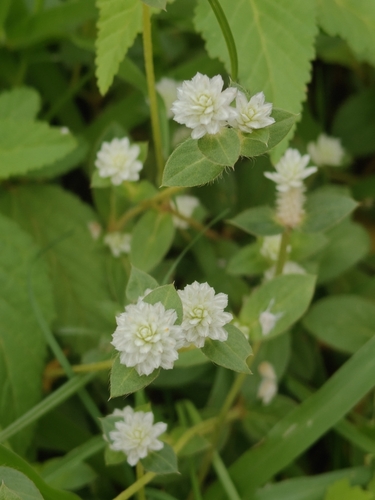 prostrate globe-amaranth