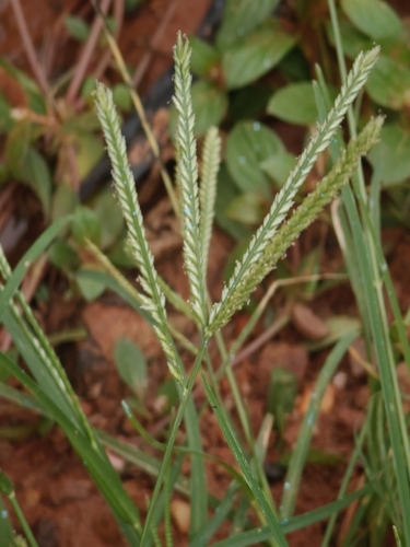 Goose Grass