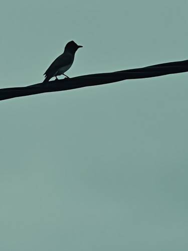 Common Bulbul