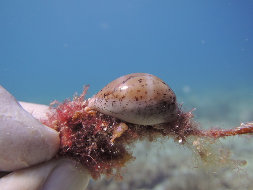 Atlantic Grey Cowry