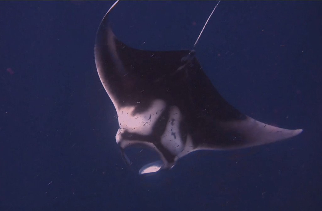 Oceanic manta ray