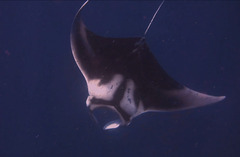 Oceanic manta ray