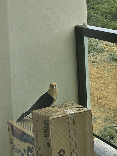 Yellow-headed Caracara