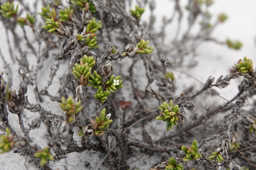 Mitracarpus anthospermoides