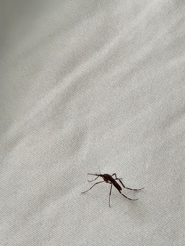 Unknown species found near Jupiter Inlet Colony, FL 33469, USA