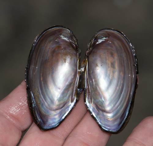 Florida Spike