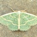 Blackberry Looper Moth - Photo (c) Michael King, all rights reserved, uploaded by Michael King