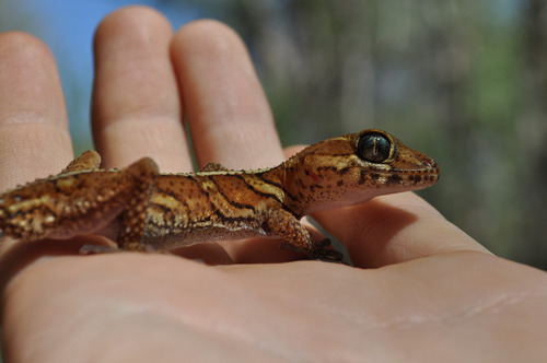 Madagascar Ground Gecko