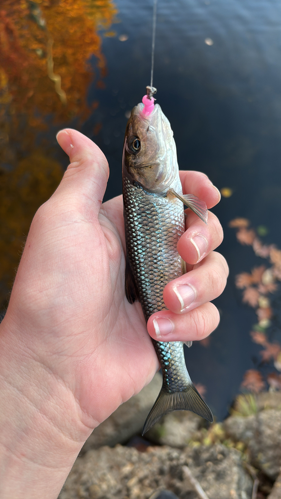 Fallfish in November 2025 by RiskyFisk · iNaturalist