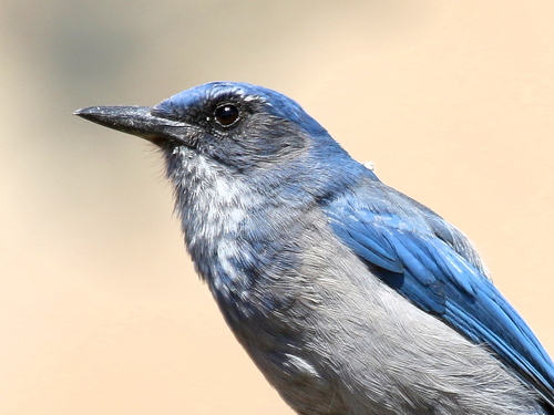 Woodhouse's Scrub-Jay