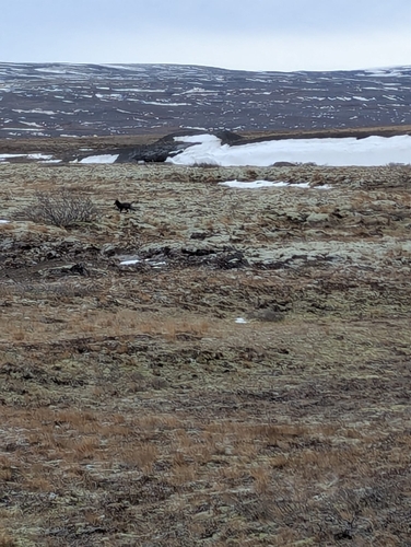 Arctic Fox observed by addila