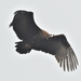 Cinereous Vulture - Photo (c) HUANG QIN, all rights reserved, uploaded by HUANG QIN