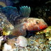 Red-mouthed Goby - Photo (c) trece_grados, all rights reserved, uploaded by trece_grados