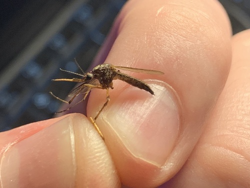 Unknown species found near Louisiana, US
