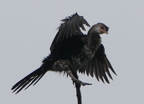 Reed Cormorant