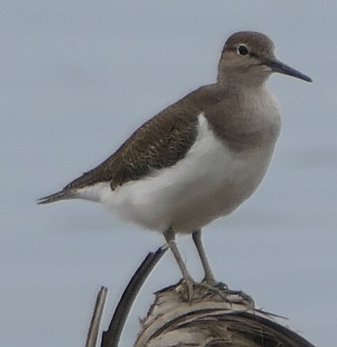 Common Sandpiper