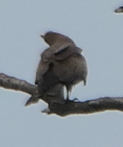 Black Kite
