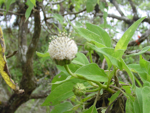 Scalesia pedunculata Hook.fil.
