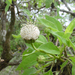 Scalesia pedunculata - Photo (c) Steven Daniel, todos los derechos reservados, subido por Steven Daniel