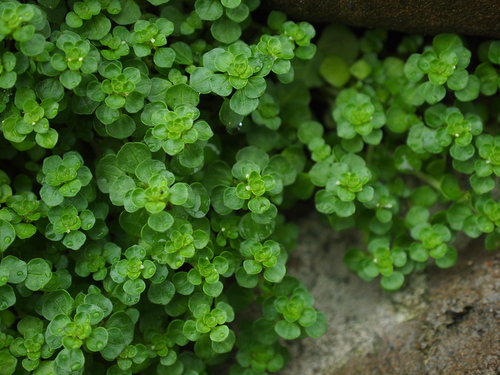 Pacific Island clearweed (Pilea peploides)