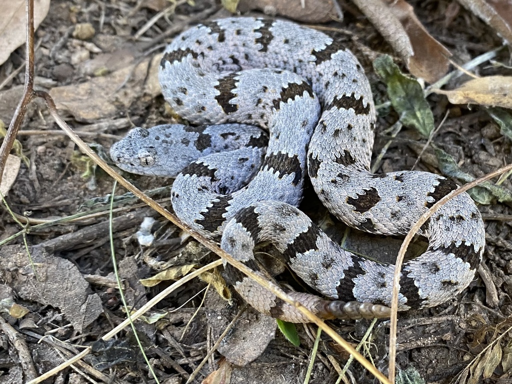 Banded Rock Rattlesnake in October 2021 by jgjulander · iNaturalist