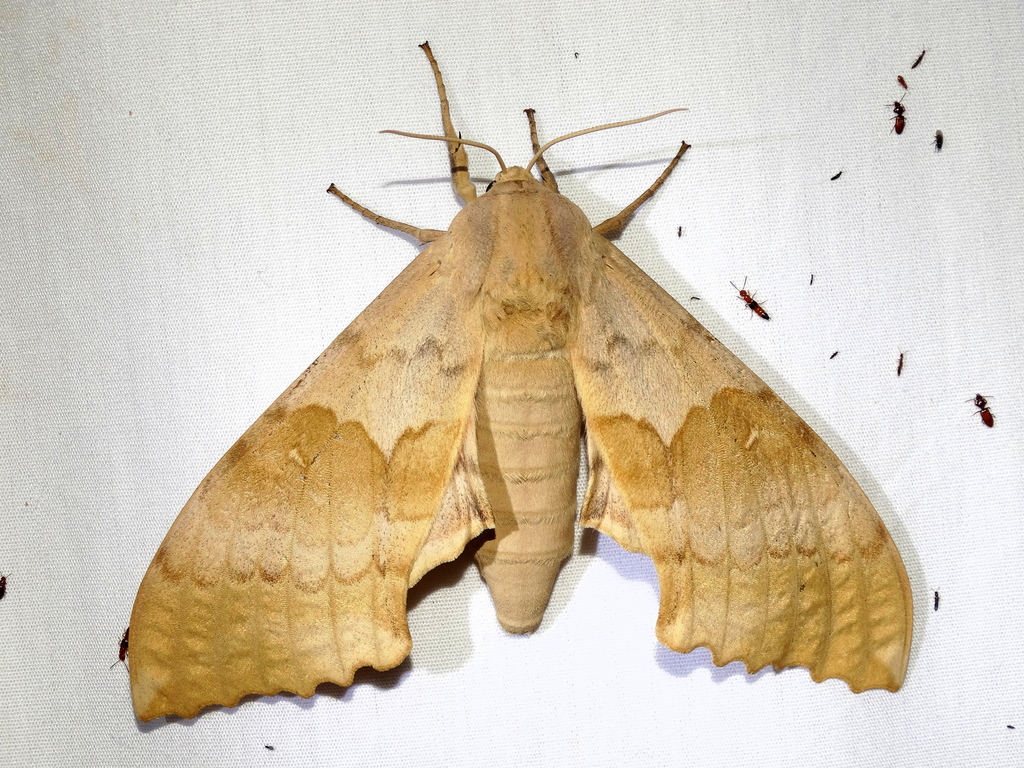 Big poplar sphinx moth