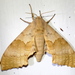 Pachysphinx occidentalis - Photo (c) Jay Keller, todos los derechos reservados, subido por Jay Keller