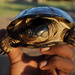 Yellowbelly Mud Turtle - Photo (c) louisedjasper, all rights reserved