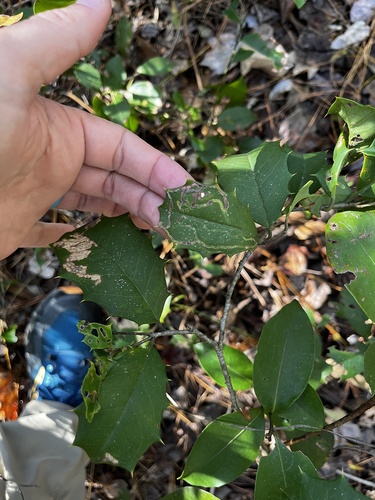 Unknown species found near Francis Marion National Forest, Cordesville, SC, US
