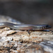 Amphiglossus ornaticeps - Photo (c) louisedjasper, todos os direitos reservados