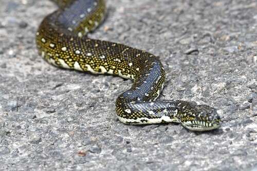 Diamond Python sighting