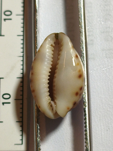 little Arabian cowrie (Pseudozonaria arabicula)
