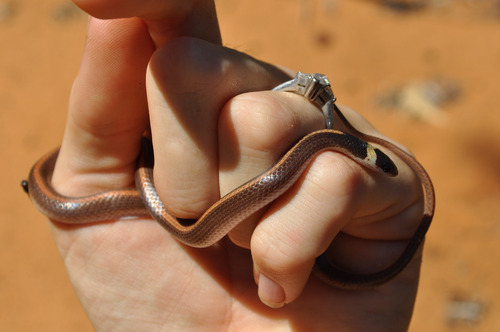 Light-banded Dwarf Snake