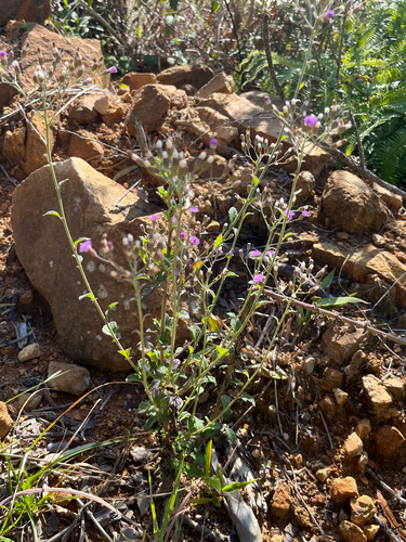 little ironweed