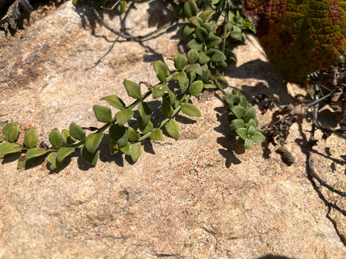Creeping Psychotria