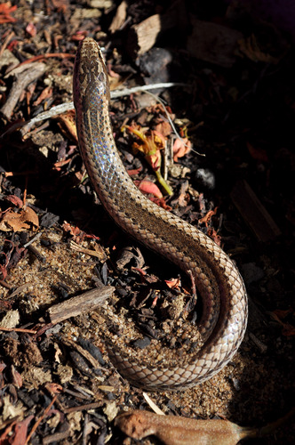 Toliara Smooth Snake