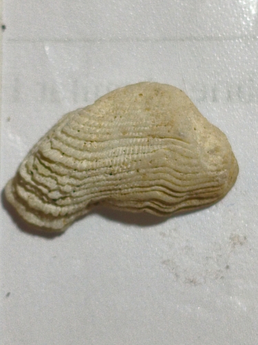 Acar rostae (Acar rostae)