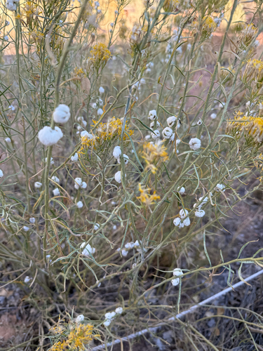 Unknown species found near Visitor Center Area Pathways, Springdale, UT, US