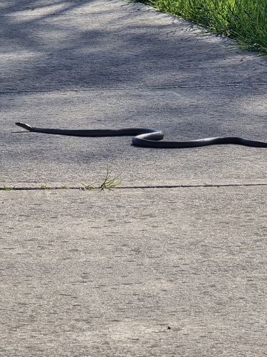 Eastern Brown Snake sighting